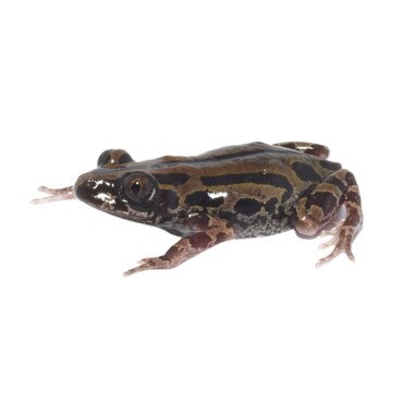 Senegal Running Frog